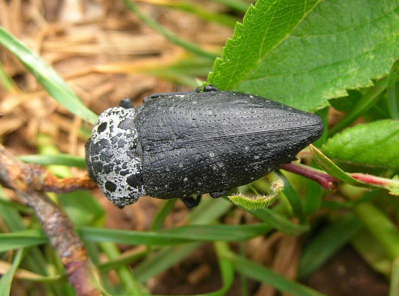 Buprestidae: Capnodis tenebrionis